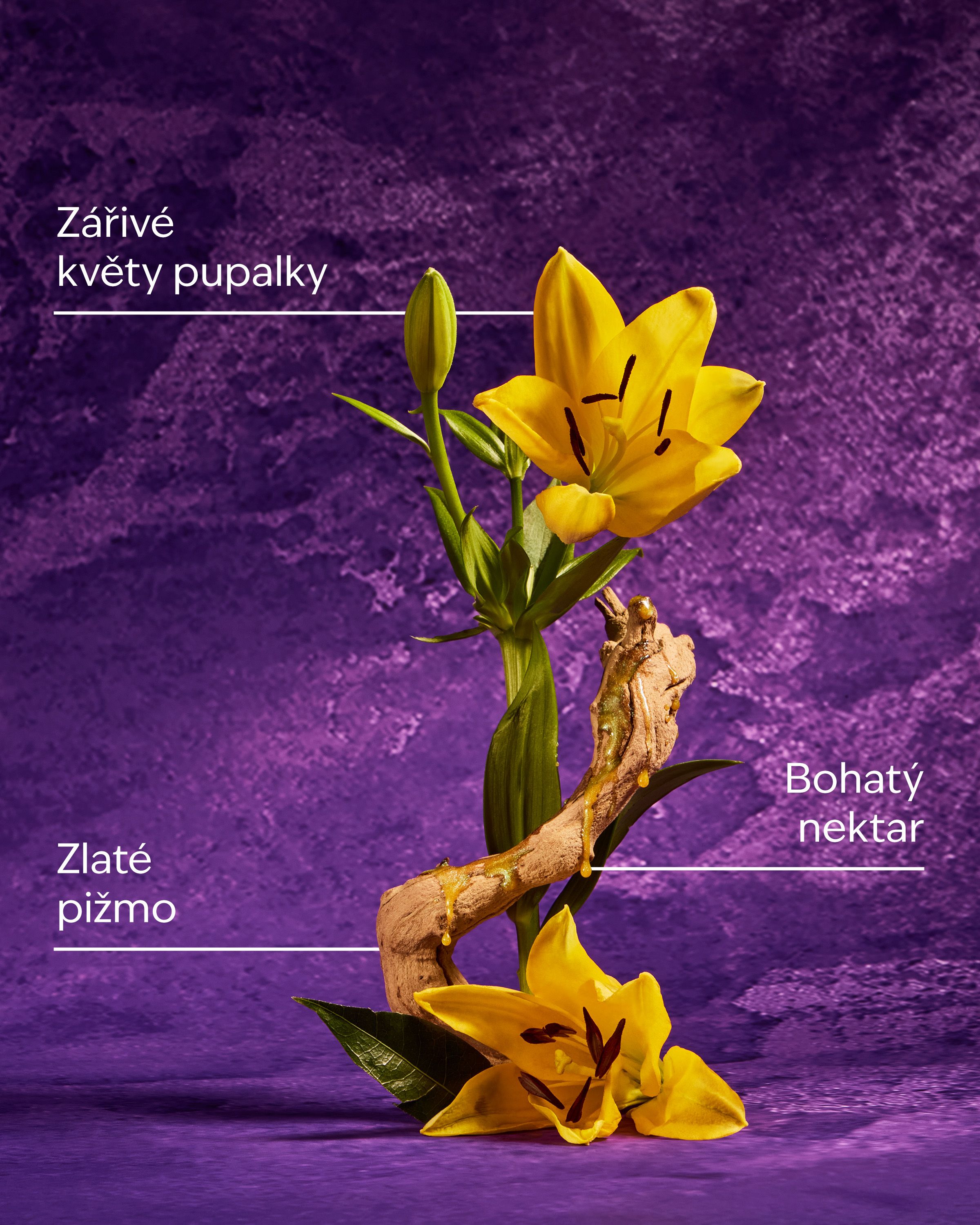Tělový krém Rapunzel Disney Princess – růžovo‑fialový design se zlatými detaily a 48h hydratací.